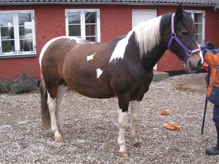 Pinto Cheyenne Teepee*SOLGT* billede 8