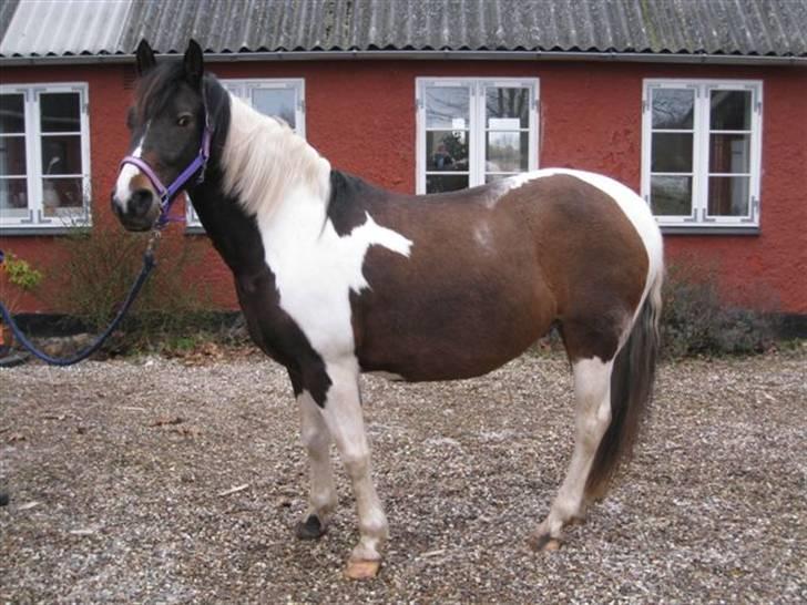 Pinto Cheyenne Teepee*SOLGT* billede 10