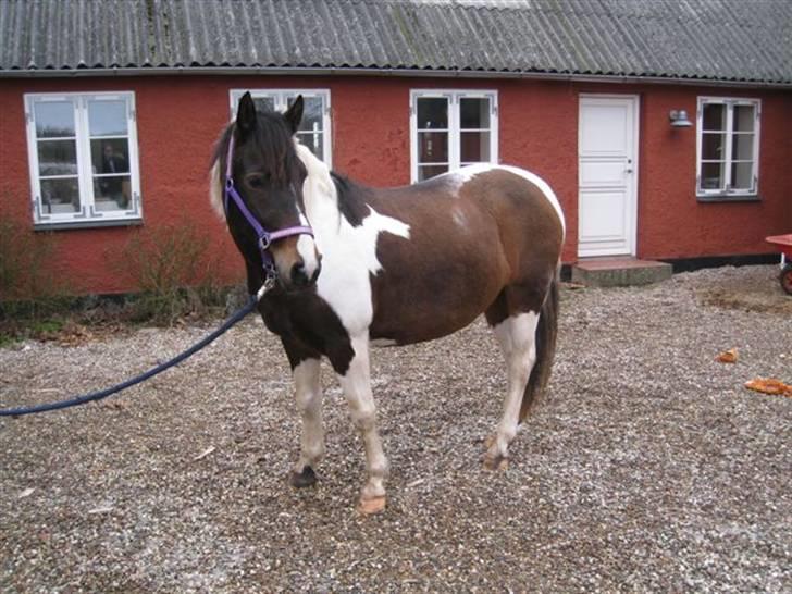 Pinto Cheyenne Teepee*SOLGT* billede 11