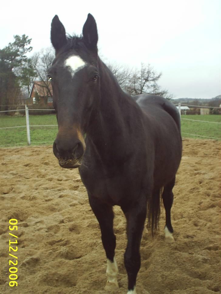 Dansk Varmblod Verona RIP billede 4