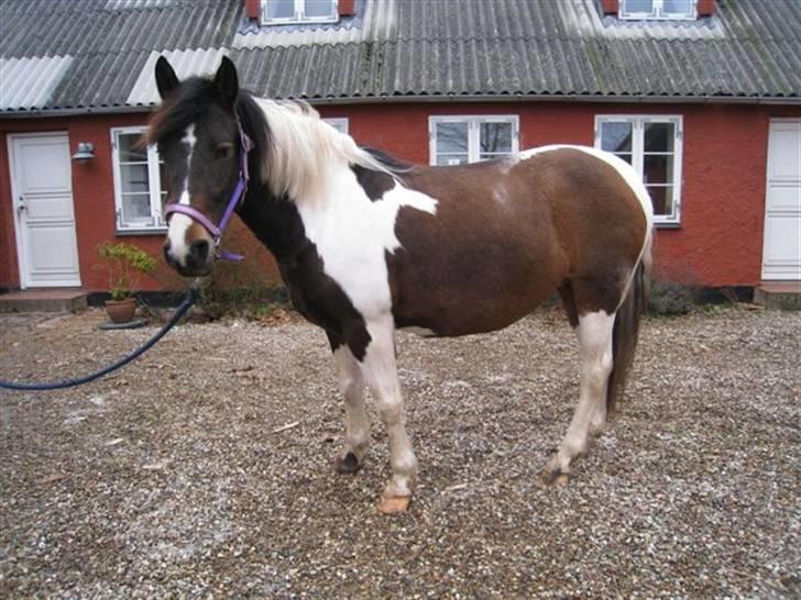 Pinto Cheyenne Teepee*SOLGT* billede 12