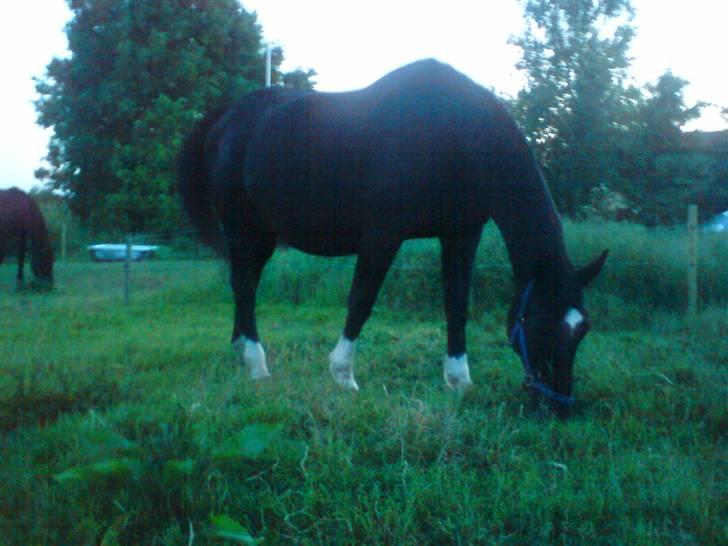 Dansk Varmblod Verona RIP - Billedet er det sidste der blev taget af Verona. Taget dagen inden hun blev aflivet. billede 5