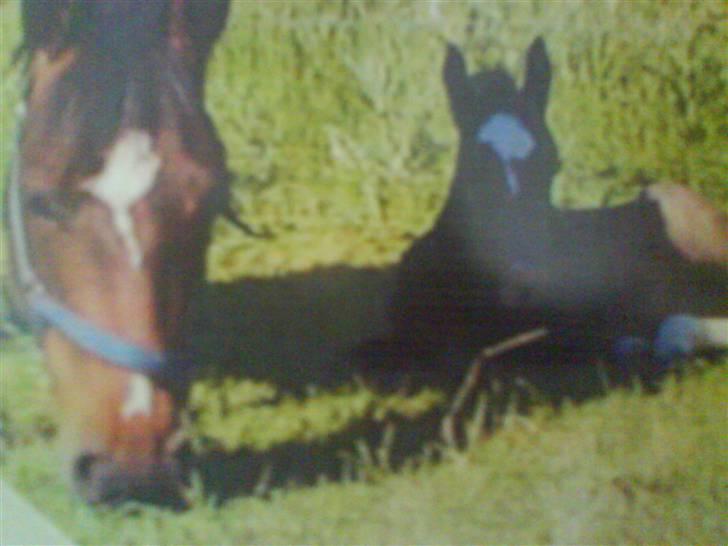 Paint Apache Ice Rose - Apache og Dixie billede 13