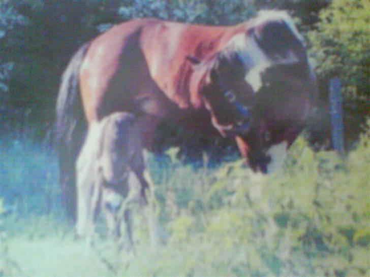 Paint Apache Ice Rose - Apache og Dixie billede 14