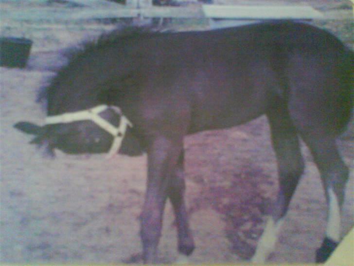 Paint Apache Ice Rose - Apache som lille billede 15