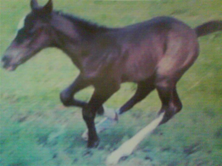 Paint Apache Ice Rose - Apache som lille billede 16