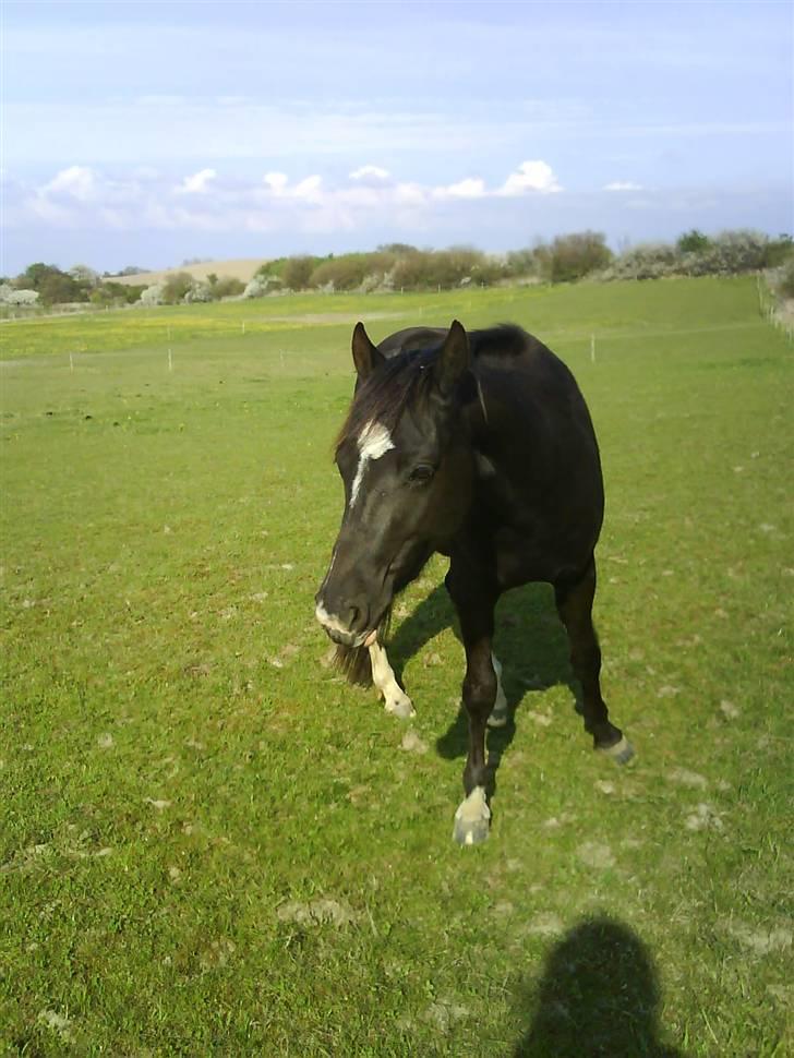 Paint Apache Ice Rose billede 17