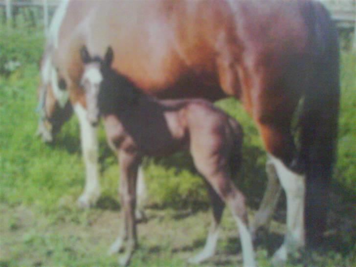 Paint Apache Ice Rose - Apache og Dixie billede 18