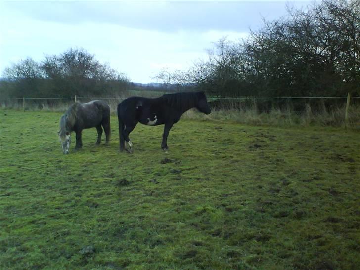 Paint Apache Ice Rose billede 20