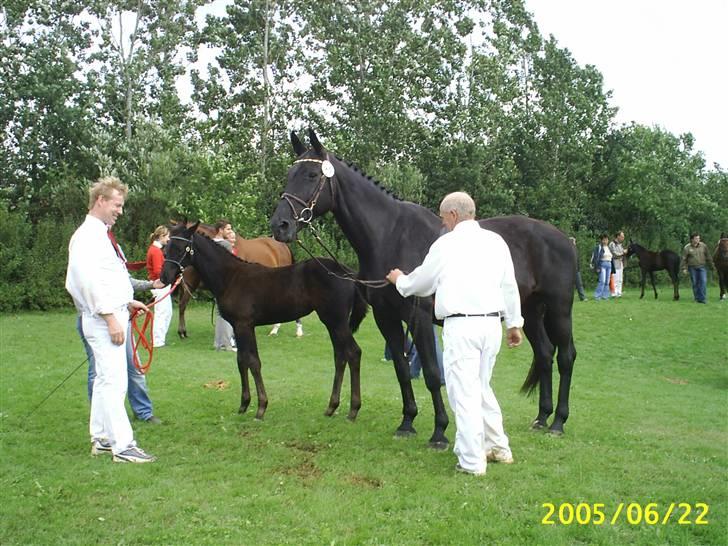 Dansk Varmblod Højbo' Mandalay BRDH - Katrinelund v./Ib Kirk fremviste Mandalay fantastisk. Hun gik som nr. 2 og dermed videre til finalen billede 4