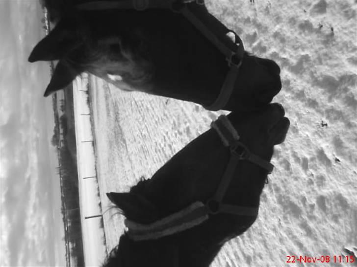 Quarter Really A Catalyst - Really og Phyllis billede 5