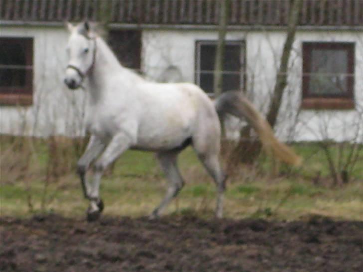 Arabisk fuldblod (OX) Estello - "Jeg er fuld af fart." billede 8