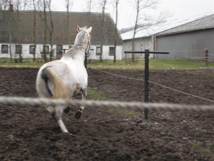 Arabisk fuldblod (OX) Estello - "Farvel igen moar." billede 9