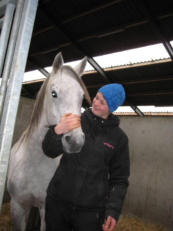 Arabisk fuldblod (OX) Estello - Estello og rita<´3 se lige hans firts, han er bare sååå smart. Rita er hende som hjalp med at tilride Estello, hun er bare en engel i mine øjne.  billede 11