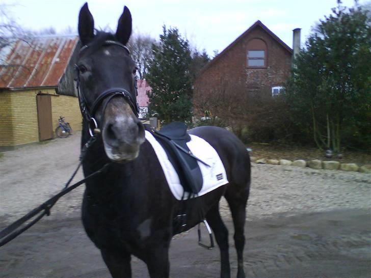 Anden særlig race Soleo (Solgt) - D. 22 jan 2009....... Dejlige Soleo billede 18