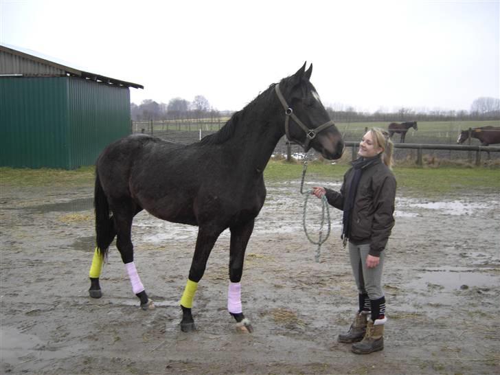 Dansk Varmblod  Why not Amarni <3 - ja, du har såååå fine ben !  billede 12