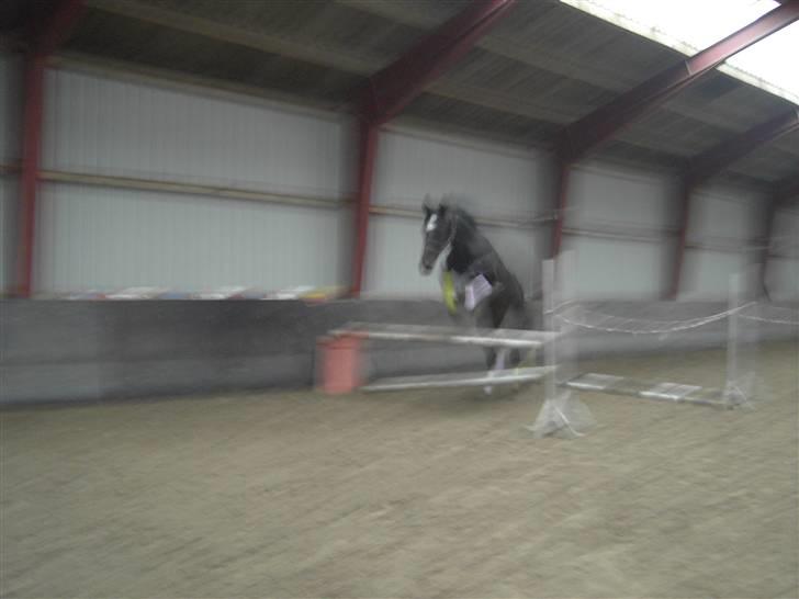 Dansk Varmblod  Why not Amarni <3 - første gang Amarni springer i hele sit liv ! omkring 60cm ;)  billede 13