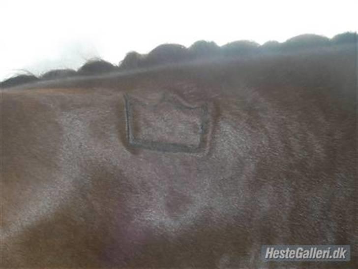 Dansk Varmblod OREBO'S ASRA - Til kåring i o7. billede 20
