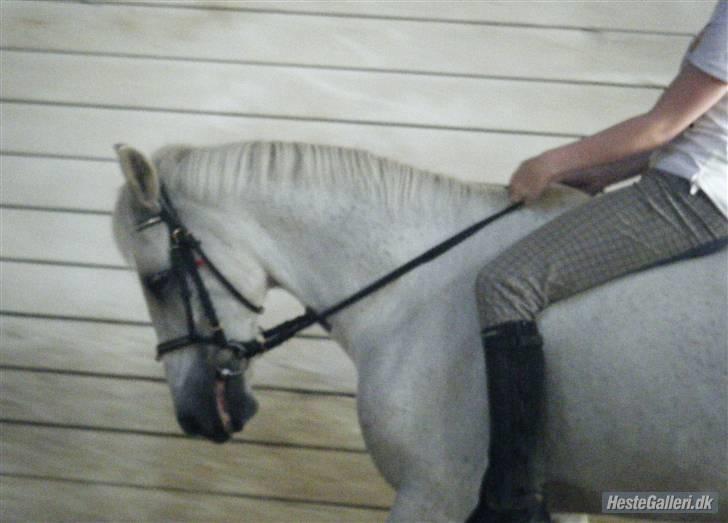Anden særlig race Ladystar *R.I.P.* - Mig og Ladystar (foto Siv) billede 13
