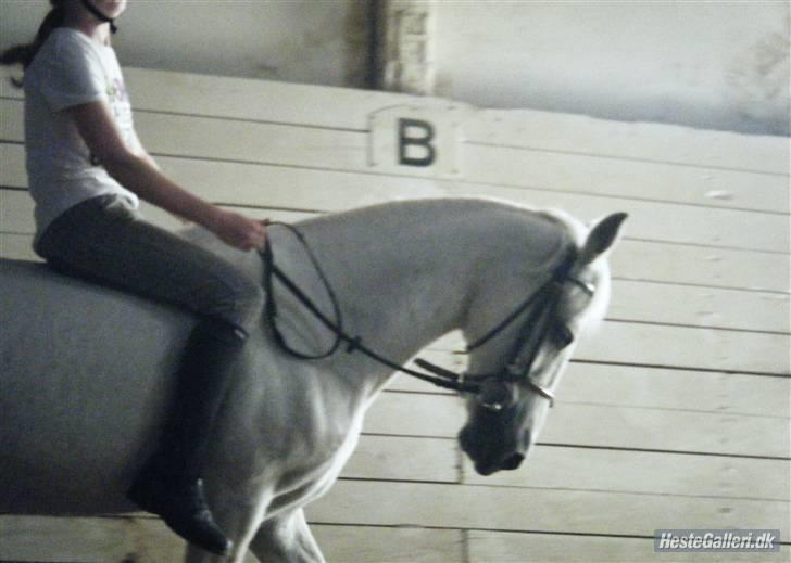 Anden særlig race Ladystar *R.I.P.* - Mig og Ladystar (foto Siv) billede 14