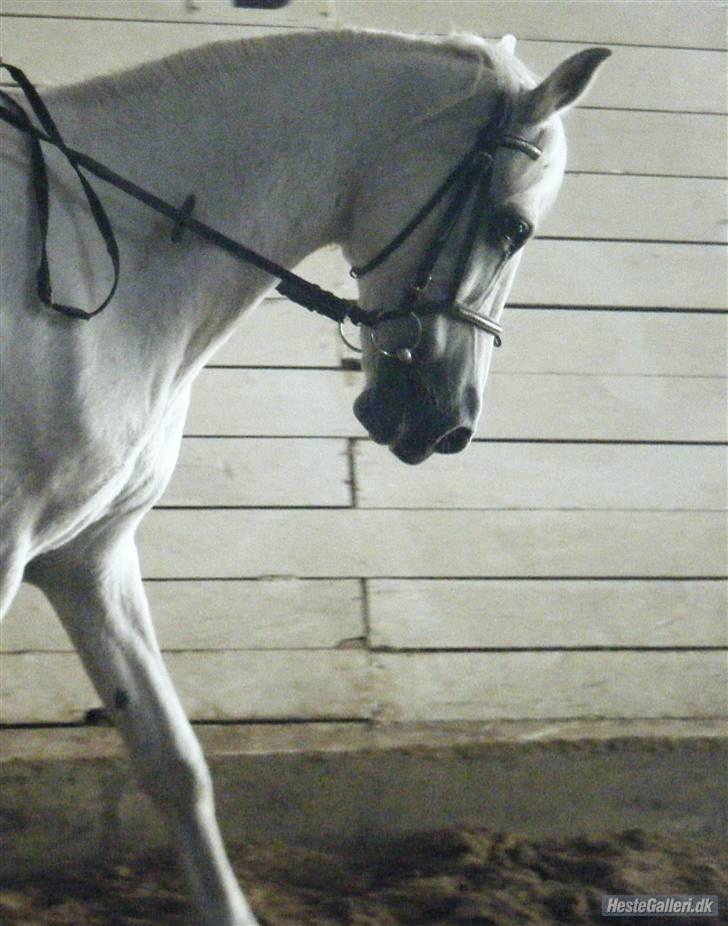 Anden særlig race Ladystar *R.I.P.* - Mig og Ladystar (foto Siv) billede 16