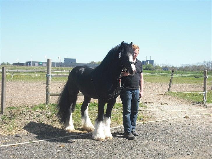 Irish Cob Hauges Benn The Blagdon  billede 7