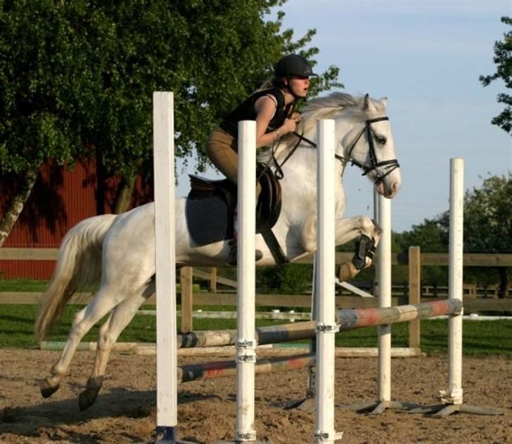 Anden særlig race Cindy billede 12