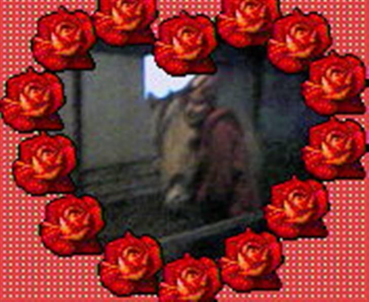 Fjordhest Nordhusets Sandy Puus RIP - Det var det aller sidste billed der blev taget af os <3 /´: ( undskyld MEGET dårlig kvalitet/:) billede 11