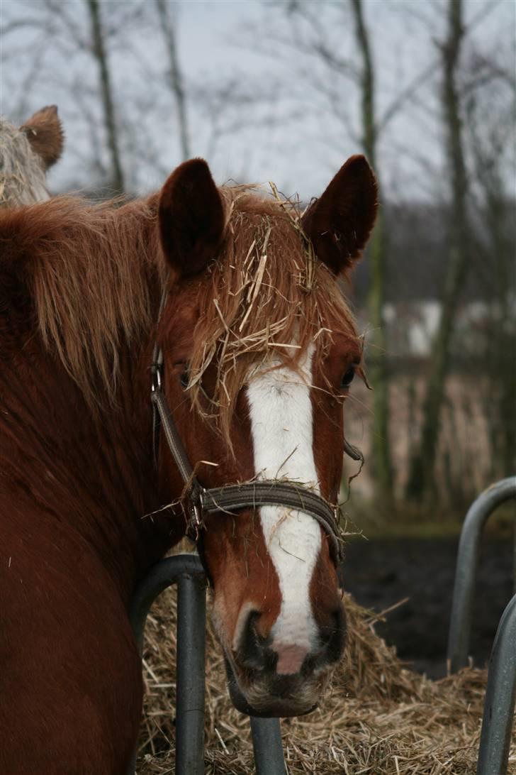 Jyde SMUKKE Sally *R.I.P.* - Farvel for nu, men på gensyn snarest...  billede 20