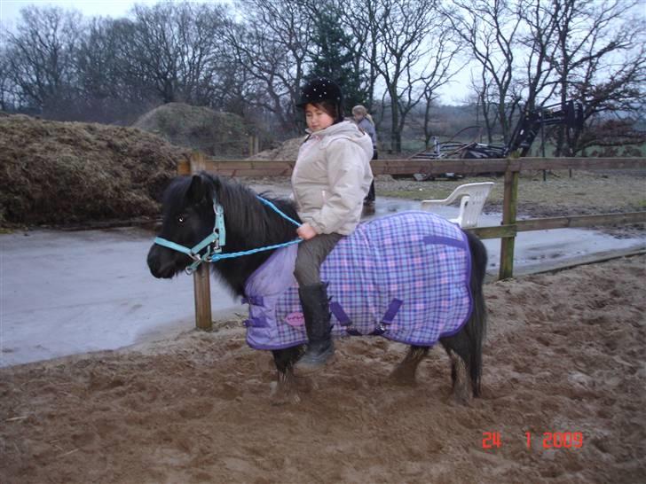 Shetlænder Rosa  billede 6