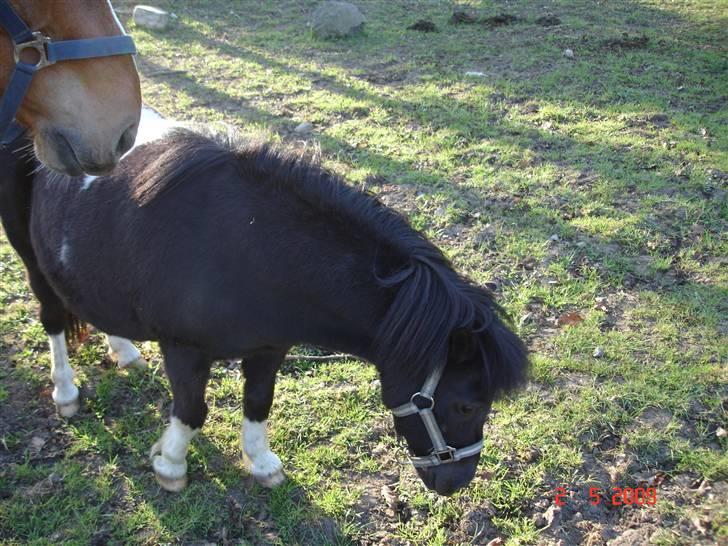 Shetlænder Rosa  - Mine venner er kæmpe store, men knap så runde billede 7