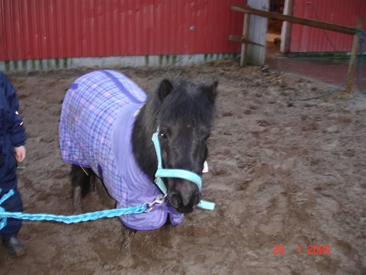 Shetlænder Rosa  billede 8