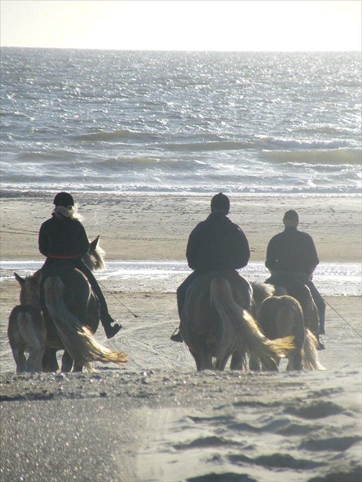 Jyde Bellami   - på stranden med Bella+Isabelle, Ulla + Victoria og føllernes farmand, Bjørn.. billede 2