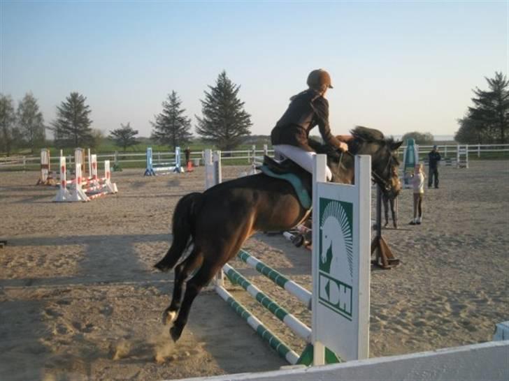 New Forest Felix - 8) billede 8