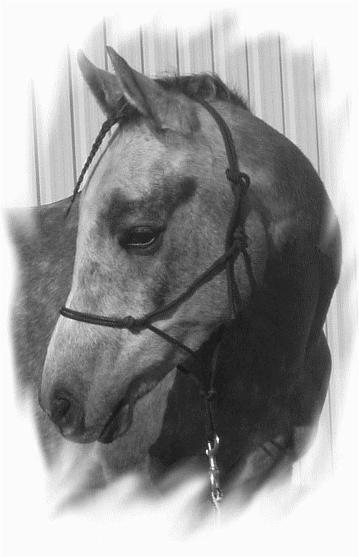 Arabisk fuldblod (OX) CA. Siroc billede 2