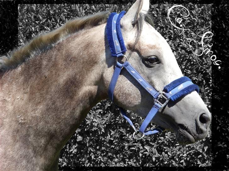 Arabisk fuldblod (OX) CA. Siroc billede 4