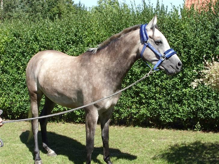 Arabisk fuldblod (OX) CA. Siroc billede 6