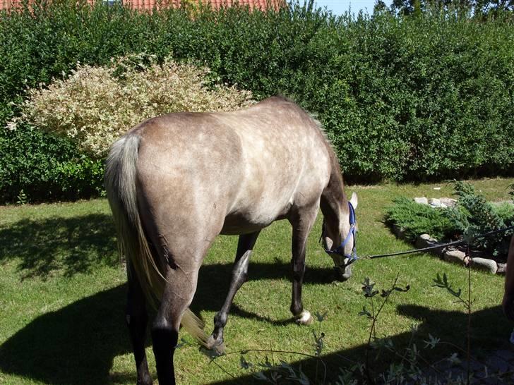 Arabisk fuldblod (OX) CA. Siroc billede 9