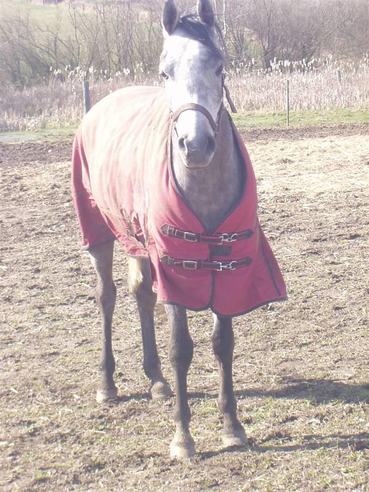 Arabisk fuldblod (OX) CA. Siroc billede 10