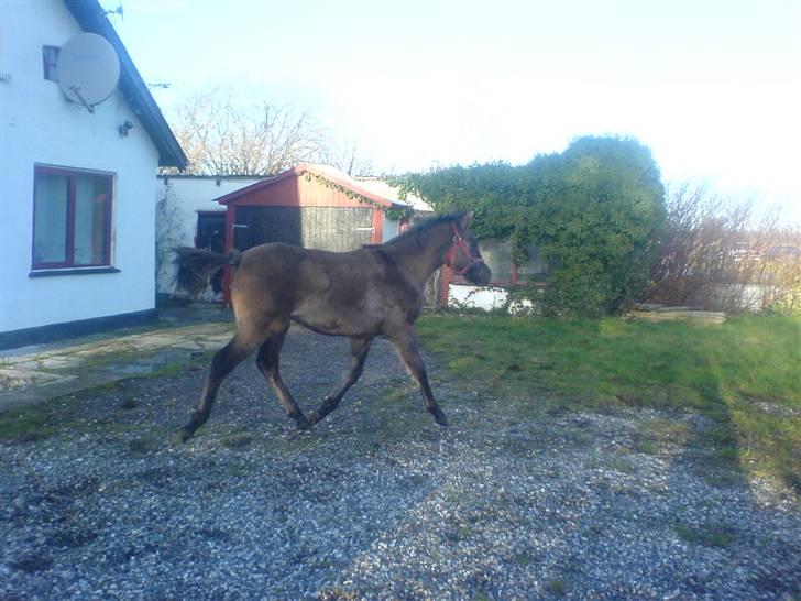 DSP Karlos - Karlos gider ikke lige ind på folden, så smutter lige en tur... billede 14