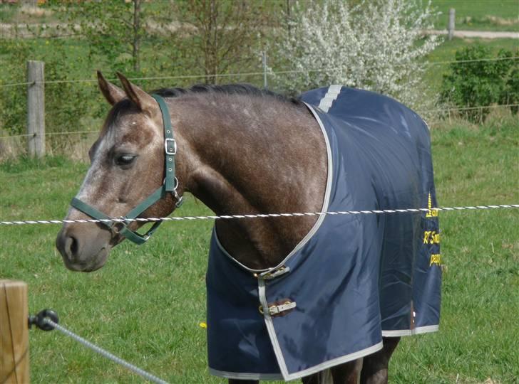 Quarter RT Smart Peppy Time billede 6