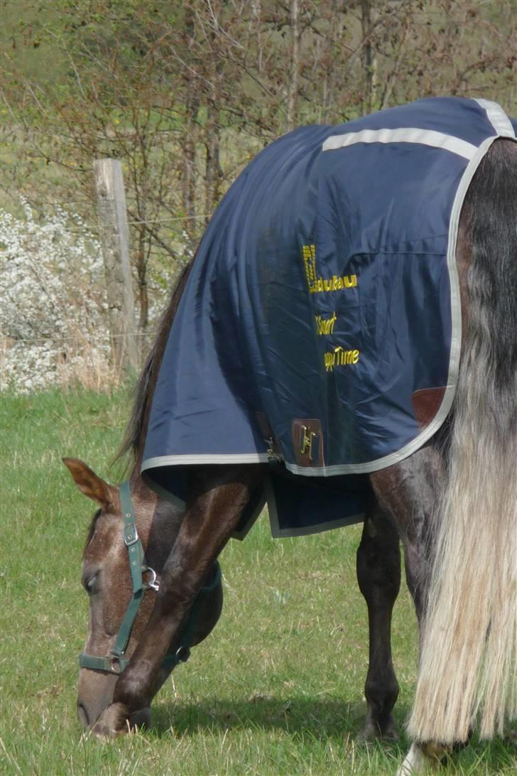 Quarter RT Smart Peppy Time billede 7