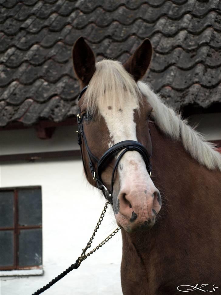 Anden særlig race litauisk trækhest - rico.  billede 4