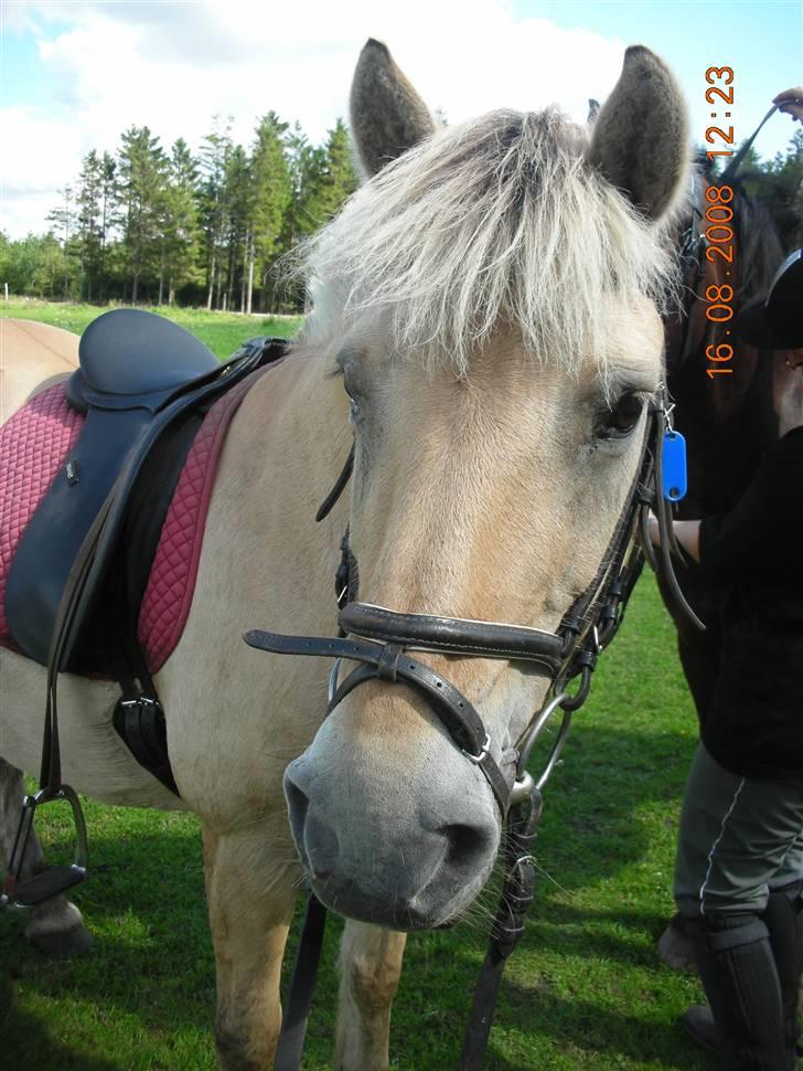 Fjordhest Luna <3  - #4. <3 :D foto: mig billede 4