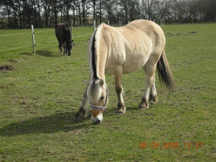 Fjordhest Luna <3  - #6. fold. foto: mig billede 6