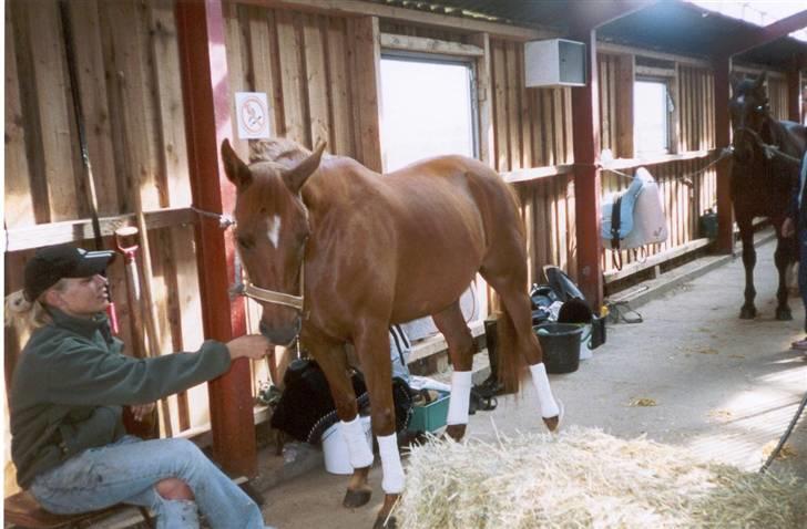 Arabisk fuldblod (OX) Apdaja Asil - Stævne i Thorsø 2005 billede 14