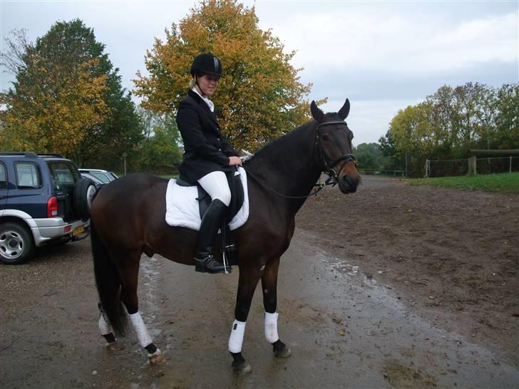 New Forest Elmholts Corso(har låndt) billede 13