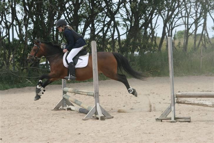 Dartmoor Savannah  - wiiiiiiiiiihhhhhhhh!!!!!!!!!!!!!!!!! billede 20