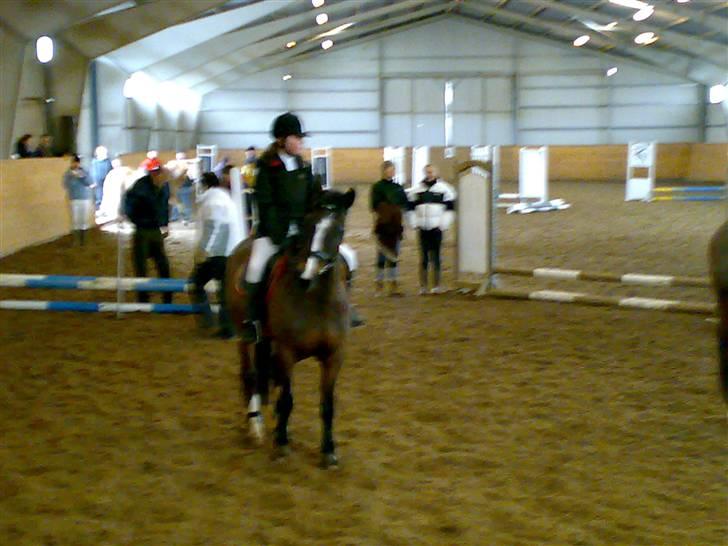 Anden særlig race Marco Polo - Den ubeskrivelige<3 - præmieoverrækkelse debutant, var pavestolt! Mit første springstævne og så på dig!;* billede 5