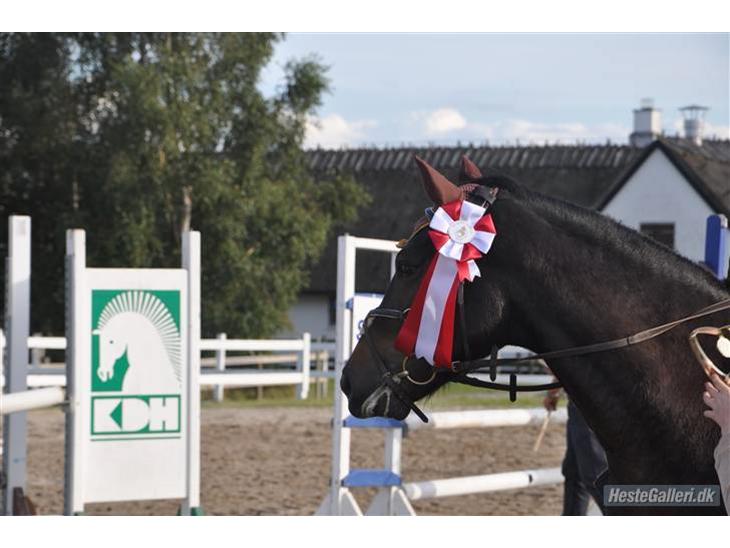 {{currentPhoto.altText}} billede {{currentPhoto.number}}